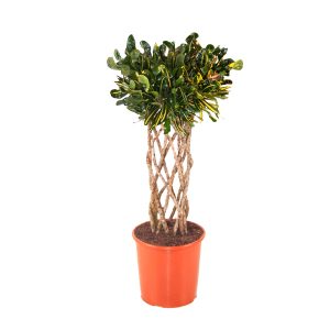 Кротон Мамми на переплетенном стволе