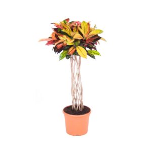 Кротон Миссис Айстон на переплетенном стволе