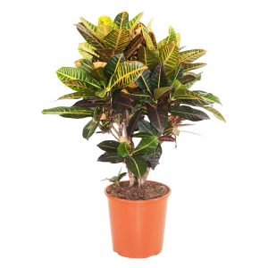 Кротон Петра бранч