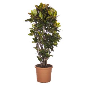 Кротон Петра бранч гигант