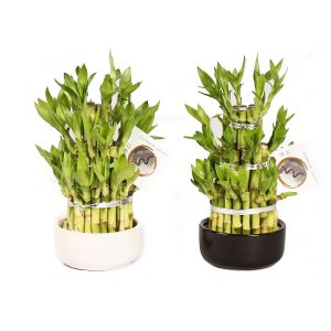 Бамбук в керамике