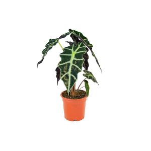 Алоказия Полли