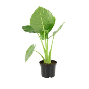 Алоказия Калидора