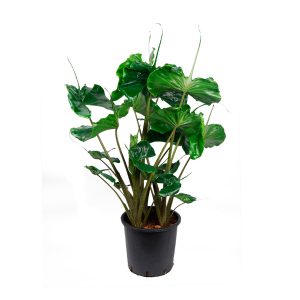 Алоказия крупнокорневищная (Stingray)