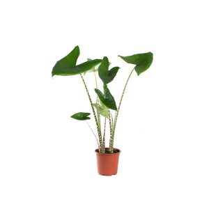 Алоказия Зебрина