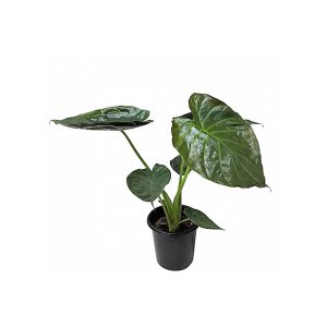 Алоказия Венти