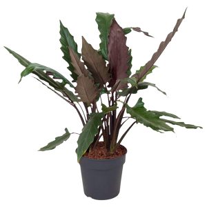 Алоказия Лотербахиана (Lauterbachiana)