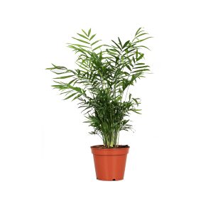 Хамедорея Элеганс