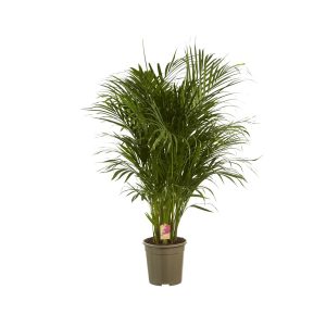 Хризалидокарпус