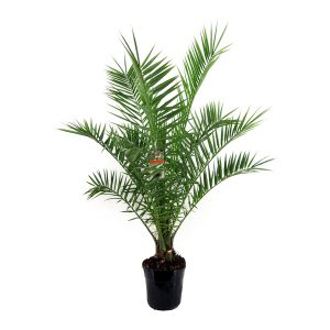 Финик Канарский