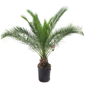 Финик Канарский огромный