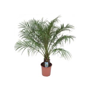 Финик Робелини