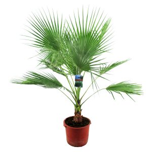 Вашингтония Робуста огромная