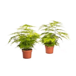 Аспарагус пористый