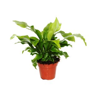 Асплениум Нидус