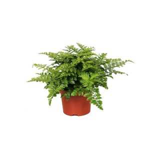 Асплениум Парвати