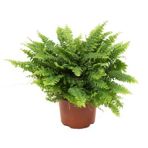 Нефролепис Бостон