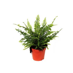 Нефролепис Грин Леди