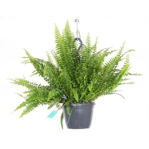 Нефролепис подвесной