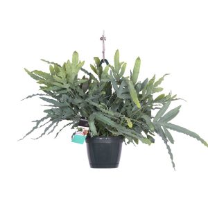 Флебодиум подвесной