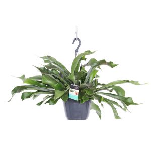 Платицерум подвесной