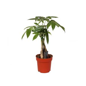 Пахира Акватика