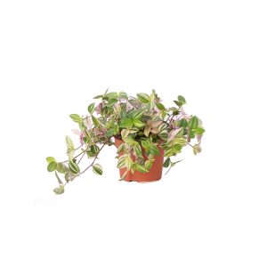 Традесканция микс