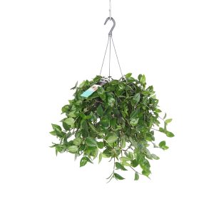 Традесканция зеленая подвесная