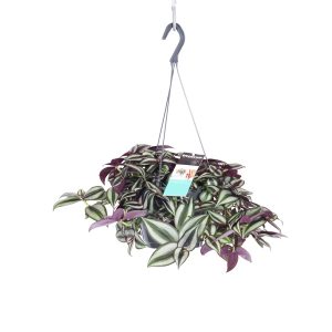 Традесканция зебрина подвесная