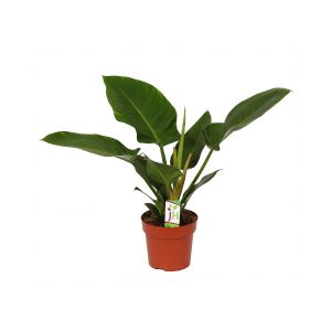 Филодендрон Империал Грин