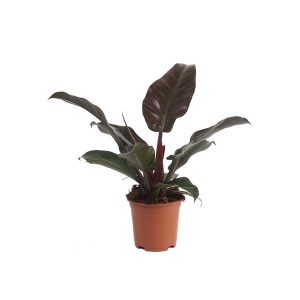 Филодендрон Империал Ред