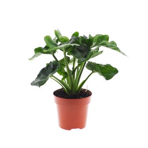 Филодендрон Атом