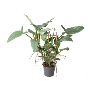 Филодендрон Silver Queen