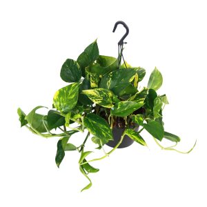 Эпипремнум Ауреум подвесной