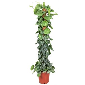 Сциндапсус (эпипремнум) Пиктус на опоре