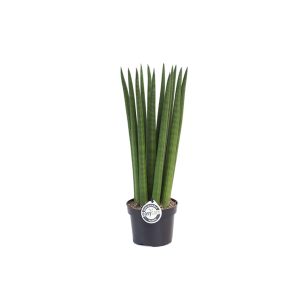 Сансевиерия Стрейт