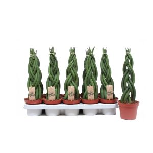 Сансевиерия Цилиндрика Твистер