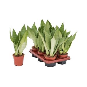 Сансевиерия Муншайн