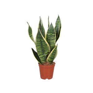 Сансевиерия Суперба