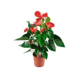 Антуриум красный