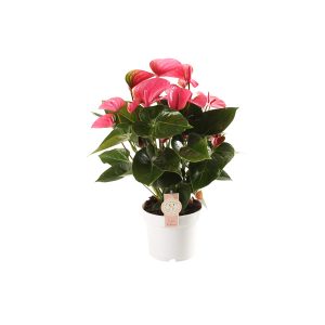 Антуриум Чемпион розовый