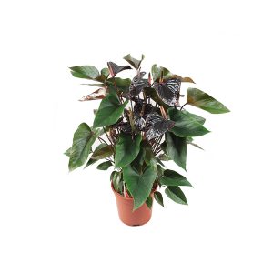 Антуруим черный