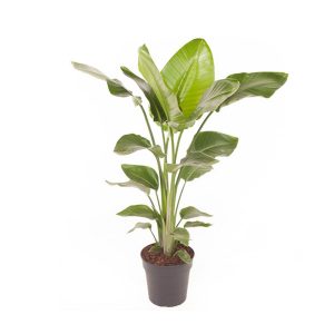 Стрелиция большая