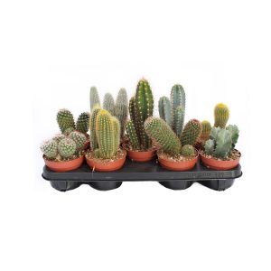 Кактус микс