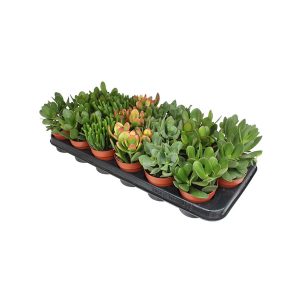 Крассула микс