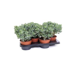 Крассула древовидная