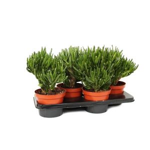 Крассула хоббит