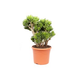 Крассула хоббит дерево