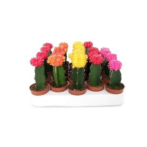 Кактус гимнокалициум микс