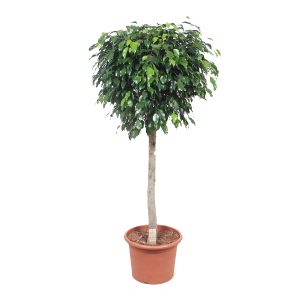 Фикус Бенджамина Даниель штамб